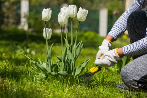 A person wearing striped long sleeves, grey trousers, and gardening gloves is kneeling on a well-maintained green lawn in a garden, using a small hand tool to tend to a group of white tulips with tall, slender stems and broad green leaves. The garden features a lush grassy area with a neatly edged flower bed, and a backdrop of a wooden fence and blurred greenery, indicating a peaceful outdoor space in Twickenham. The scene appears to be in mild weather conditions, with natural daylight illuminating the vibrant plant colours and textures, demonstrating regular garden maintenance typical of professional gardening services offered by Landscapers Twickenham in the local area.