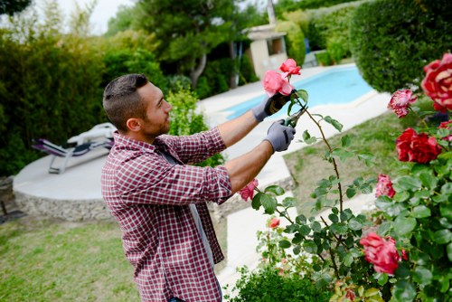 A man with short dark hair, wearing a red and white checkered shirt and gray gardening gloves, is pruning a vibrant pink rose bush in a well-maintained garden. The garden features a lush, green lawn with neatly trimmed grass in the foreground, bordered by a combination of flower beds and shrubbery. In the background, there is a swimming pool with clear blue water, surrounded by a paved patio area and bordered by tall, dense hedges and trees, providing privacy and a natural enclosure. The scene suggests a mild, sunny day with natural daylight illuminating the garden. The setting reflects a typical landscaped outdoor space, possibly in Twickenham, suitable for gardening and outdoor leisure activities, which Landcasters Twickenham might maintain as part of their gardening services. The entire environment emphasizes a tidy, cultivated garden designed for relaxation and aesthetic appeal, with healthy, flowering rose bushes as a central feature.