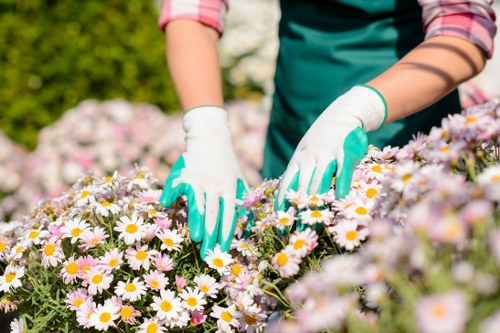 In a well-maintained outdoor garden, a person wearing a teal apron and white gardening gloves is tending to a vibrant flower bed filled with blooming daisy-like flowers in shades of white with yellow centers. The garden features a lush green lawn in the foreground, bordered by a variety of flowering plants and shrubs, with a backdrop of dense, leafy foliage and trees under a clear, sunny sky. The garden surface includes a mix of soil and natural mulch around the plants, with some stepping stones or paving visible at the edges of the flower bed. The scene suggests careful gardening work, possibly performed by professionals like Landscapers Twickenham for regular outdoor maintenance. The natural lighting highlights the bright colours of the flowers and the textures of the garden elements, creating a peaceful, inviting landscape suited for residential gardening services. The overall setting reflects a healthy, thoughtfully arranged garden space perfect for outdoor enjoyment and landscape enhancement in the Twickenham area.