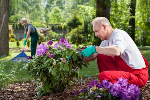 Gardener pruning hedge in late spring