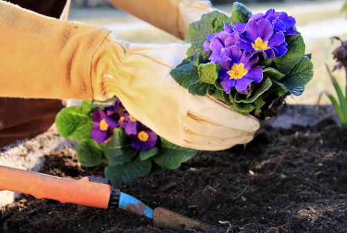 A gardener wearing light-colored gloves is planting a cluster of vibrant purple and yellow primrose flowers into dark, moist soil in a garden bed. The garden area features a well-maintained lawn with lush green grass surrounding the planting site, and a wooden border separates the flower bed from the grass. The environment appears to be in a residential outdoor space, possibly in Twickenham, with natural daylight and a slightly overcast sky, indicating mild weather conditions. The soil looks rich and prepared for planting, and a small gardening trowel rests partially in the soil near the flowers. In the background, there are hints of other garden elements such as foliage and possibly a pathway or border, aligning with typical gardening services offered by Landscapers Twickenham and supporting local outdoor landscape improvements.