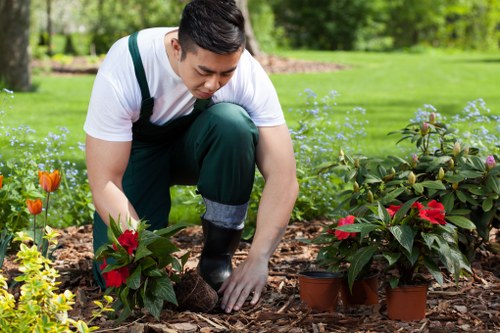 Garden clearance services by experts