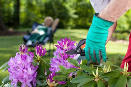 A gardener's hand wearing a teal gardening glove is using pruning shears to trim vibrant purple and pink flowering shrub plants in a well-maintained garden. The background features a lush green lawn, bordered by a neatly clipped hedge, with several trees providing shade and natural scenery. The garden area appears spacious and organized, with a clear distinction between the flower bed and lawn, and the soil around the plants is visible, indicating recent maintenance work. The outdoor environment is illuminated by natural daylight, suggesting a bright, sunny day, which highlights the rich colours of the flowers and leaves. This scene reflects professional gardening and landscaping practices, potentially serviced by Landscapers Twickenham, specializing in flower bed creation and garden maintenance services in the Twickenham area, RH postcode region, contributing to a tidy and beautiful outdoor space.