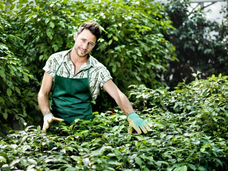 A young male gardener with short, dark hair and a light beard is working in an outdoor garden setting, wearing a green apron over a checkered shirt and gardening gloves. He is tending to a dense, well-maintained shrub or hedge, with his right hand resting on the foliage, suggesting ongoing trimming or pruning. The garden features a lush, vibrant environment with a variety of green plants, including leafy hedges, shrubs, and small trees, creating a natural and inviting landscape. The foreground includes the neatly clipped hedge and a patch of soil, while the background reveals more greenery, including taller trees and sunlight filtering through the leaves, indicating a bright, possibly mid-morning or afternoon setting. The natural tones of the garden—greens, browns, and hints of sunlight—highlight the healthy, well-kept outdoor space typical of professional gardening services in Twickenham. This scene reflects the care and attention involved in garden maintenance and landscaping, aligning with the services offered by Landscapers Twickenham for garden makeovers and outdoor improvement projects.