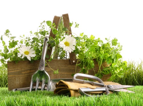A well-maintained garden scene featuring a wooden flower bed with an array of green leafy plants and small flowering plants with white blooms in the foreground. The flower bed is constructed from natural wood, set on a lush, evenly cut grass lawn that extends into the background. Tools including a hand fork, pruning shears, and gardening gloves are arranged in front of the flower bed, suggesting recent gardening work. In the background, there are taller green shrubs and possibly a hedge line, indicating a landscaped outdoor space typical of residential gardens in Twickenham. The scene is lit by natural daylight with soft shadows, and the garden appears tidy and cared for, reflecting the professional gardening services of Landscapers Twickenham aimed at maintaining attractive, functional outdoor environments near the TWICKENHAM area and TW postcode district, with a focus on outdoor aesthetics and garden upkeep.